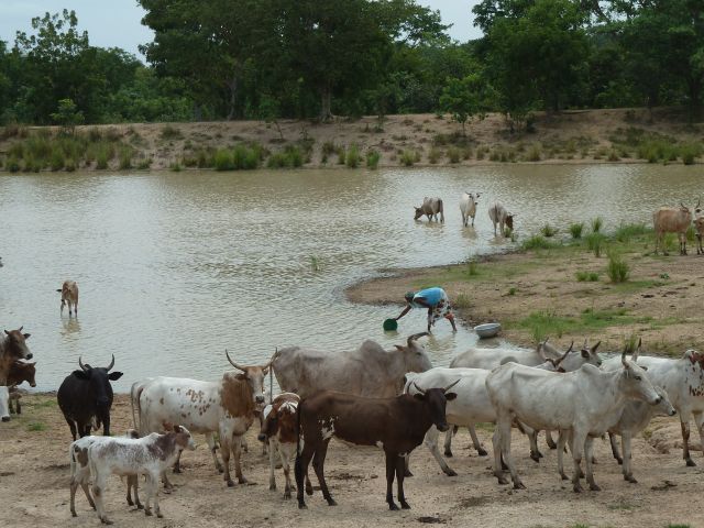 Mensch und Tiere an gleicher Wasserstelle