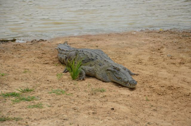 Krokodil am Wasserloch